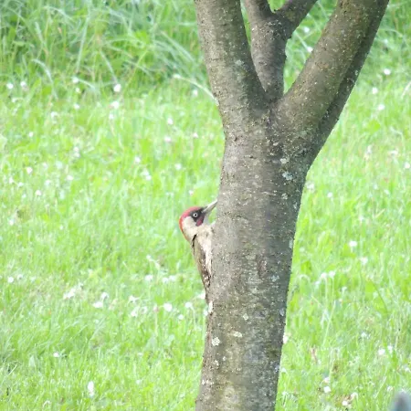Dom wakacyjny La Casa Di Nonna Bruna *